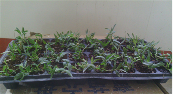 c鿴ԔϢ}Herba Dendrodii Plug Seedlings xΔ(sh)2150